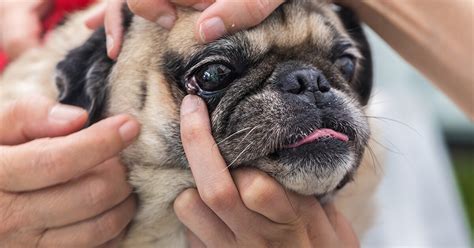 tear duct test dog|lacrimal duct blockage in dogs.